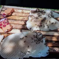 عسل طبیعی