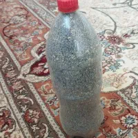 بذر تضمینی شاهیوند