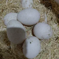 تخم بوقلمون