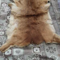 پوست