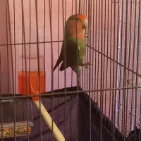 برزیلی طوطی|پرنده|شوشتر, |دیوار