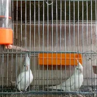 طوطی کوتوله عروس فنچ مرغ عشق