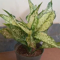 گل کلکسیونی|کلکسیون و سرگرمی|آبدانان, |دیوار