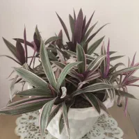 زیپیلین رنگی شاداب