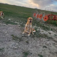 سگ سراب ماده ۲ سال جانوری قیمت توافقی