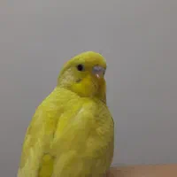 مرغ عشق|پرنده|قم, زنبیل آباد|دیوار