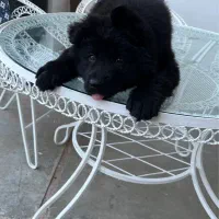 ژرمن بلک کینگ سایز