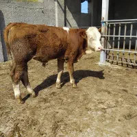 فروش گوساله سیمینتال|حیوانات مزرعه|کرج, اسدآباد|دیوار