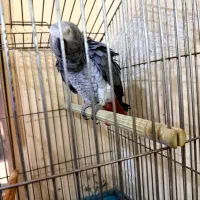کاسکو دم قرمز