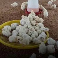 کارگرمرغداری باسابقه گوشتی۷هزارتای با جای خواب غذا