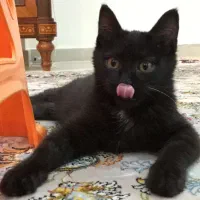 گربه DSH خاص مناسب بلاگرها