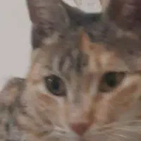 گربه پیدا شده