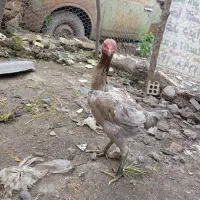 مرغ لاری طوس