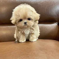 پودل عروسکی