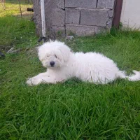 سگ شیتزو|سگ|شلمان, |دیوار