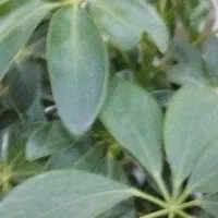 زمین کشاورزی ۱۷۰۶متردارای.سندثبتی