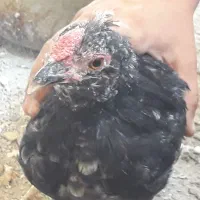 جوجه و واروک