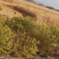 26قصب-زمین-جهت-ساخت-خونه-باغ-جای-خوش-آب-هوا
