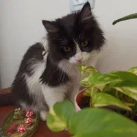 گربه پرشین تاکسیدو