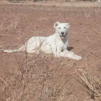 واگذاری توله ماده