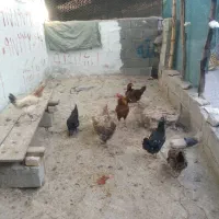 مرغ خروس محلی و مرغ شاخدار/هندی/|حیوانات مزرعه|لامرد, |دیوار