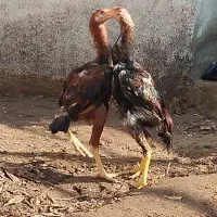 جوجه خروس اوشامو و لاری