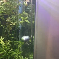 سیستم co2|ماهی|تهران, جوادیه تهرانپارس|دیوار