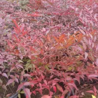 ناندینا سطل 10