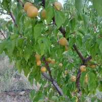 باغ هماشهر ۱۰۰۰ مترمربعی|فروش زمین و ملک کلنگی|شیراز, اصلاح‌نژاد|دیوار