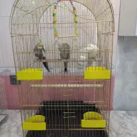 یک جفت عروس هلندی نرو ماده همراه جوجه یک ساله