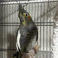 عروس هلندی ۶ماه|پرنده|تهران, خاوران|دیوار