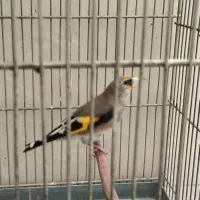 سهره داغسر رسمی دورگ کرمانی