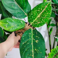 گلهای آپارتمانی