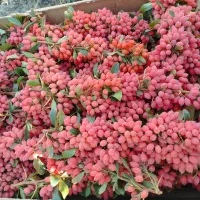 زرشک تازه آبدار مربایی دانه تمیز شده ۲۵۰