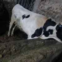 گوساله نر