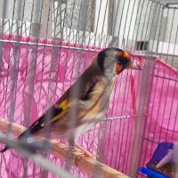 سهره جوجه قفس. قناری نر زیتونی