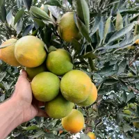 تامسون انباری