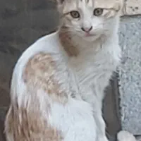 ۵ بچه گربه ملوس به همراه مادرشان واگذار می گردد|گربه|تهران, تختی|دیوار