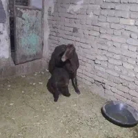 میش افشاری جوان