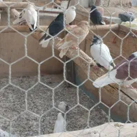 کبوتر پرشی ورنگ تیرماهی ۶۰ عدد