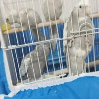 عروس هلندی لتینو