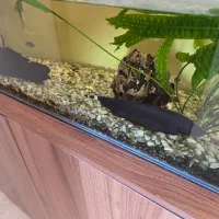 فروش اکواریوم|ماهی|ساری, |دیوار