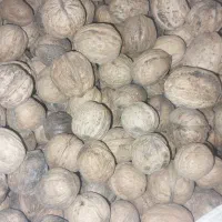 گردو سوزنی