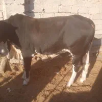 گوساله نر پلواری|حیوانات مزرعه|زابل, |دیوار