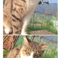 گربهگمشدهاطرافهلهسرا.میدانفوتبالشلقون