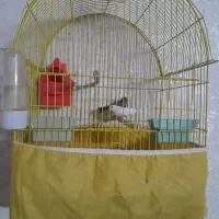 فنج نر وماده با قفس وسایل