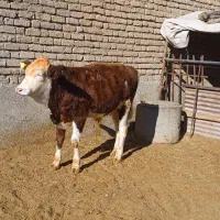 گوساله نر سیمینتال(سیمنتال)