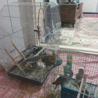 عروس هلندی فول دستی|پرنده|الوند, |دیوار