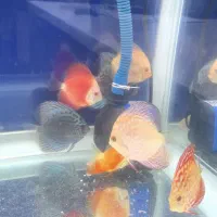 ماهی دیسک|ماهی|امیدیه, |دیوار