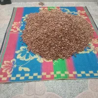 سنجد تازه|خوردنی و آشامیدنی|تهران, بوستان چیتگر|دیوار